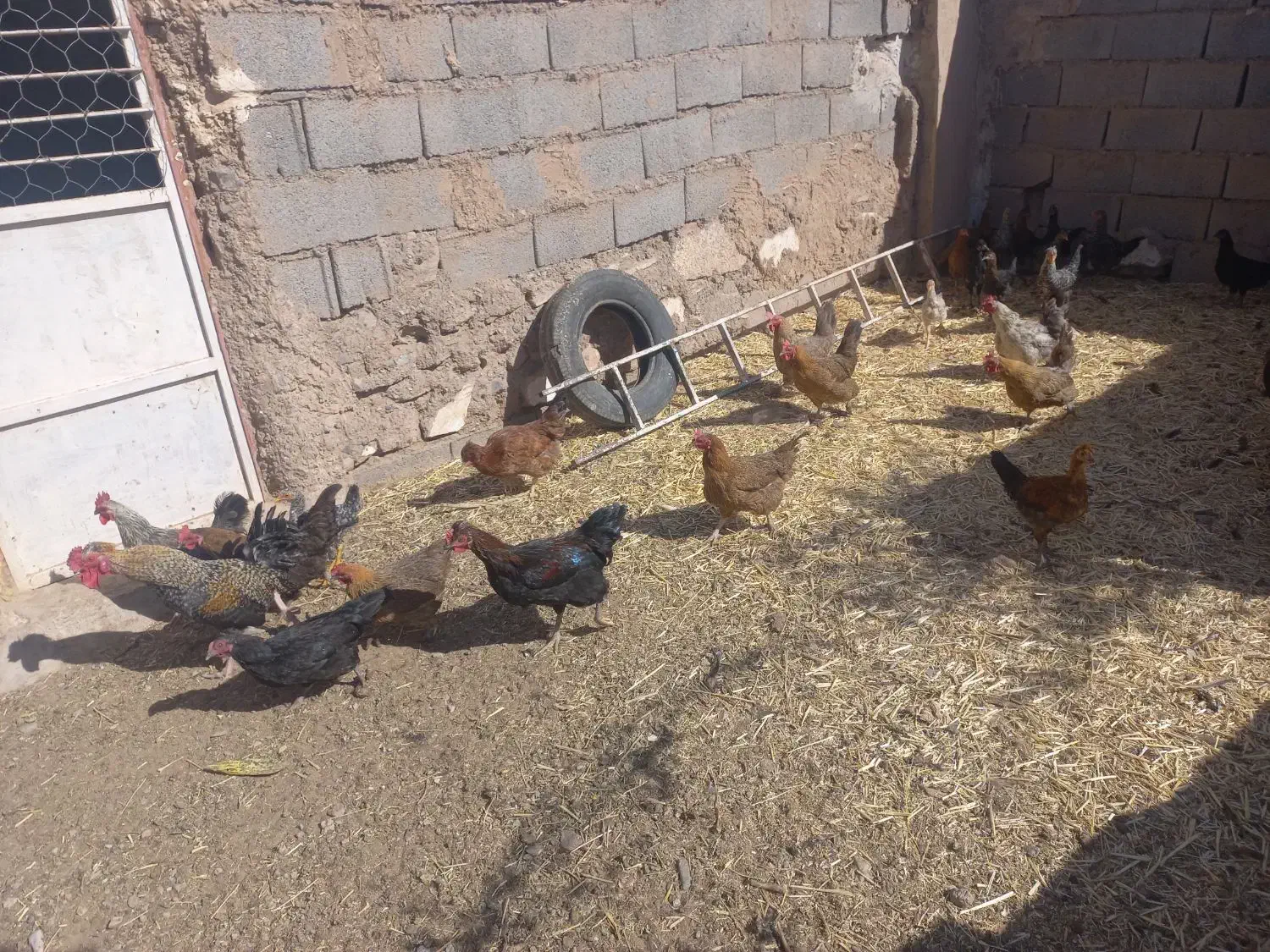 مرغ و خروس|حیوانات مزرعه|بم پشت, |دیوار