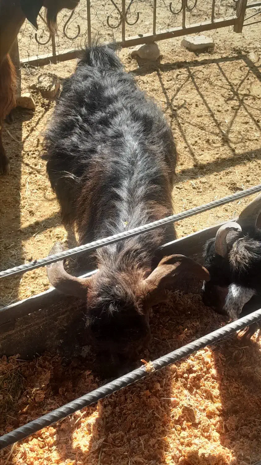 بزجوان شکم دوم دوقلوزا و۴راس میش وشیشک رومایه|حیوانات مزرعه|مرودشت, ده بید|دیوار