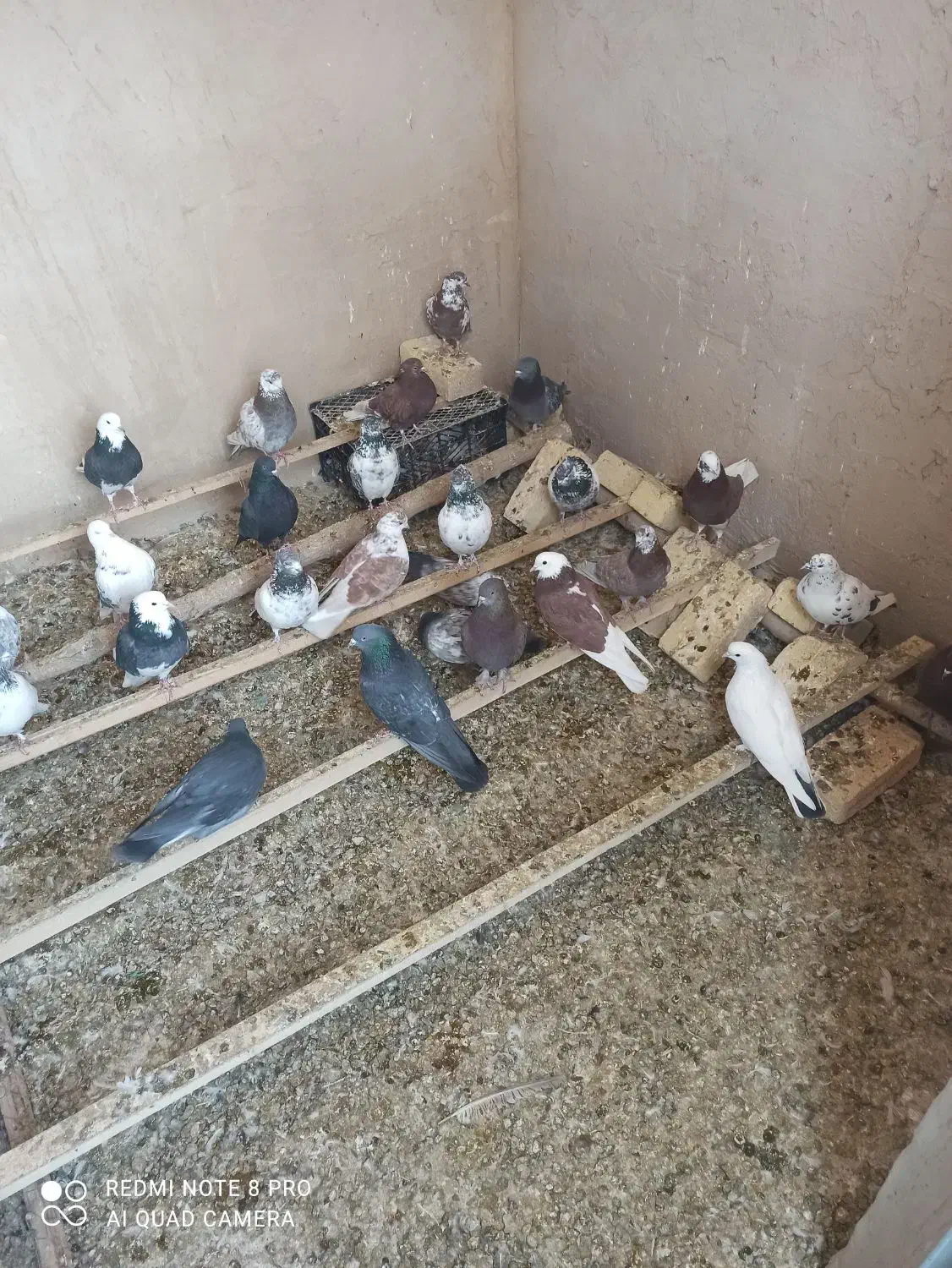 حیون|پرنده|ساروق, |دیوار