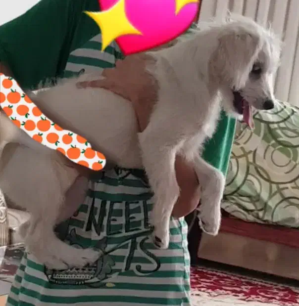 فروش سگ توافقی|سگ|قم, تولید دارو و یخچال|دیوار