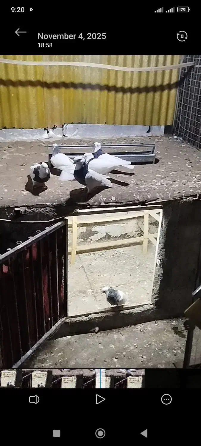 کبوتر طوقی|پرنده|کرج, پیشاهنگی|دیوار