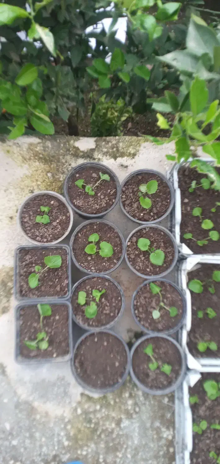 گل سینوره(گل عید)سبدی و شیتل|گل و گیاه طبیعی|لیسار, |دیوار