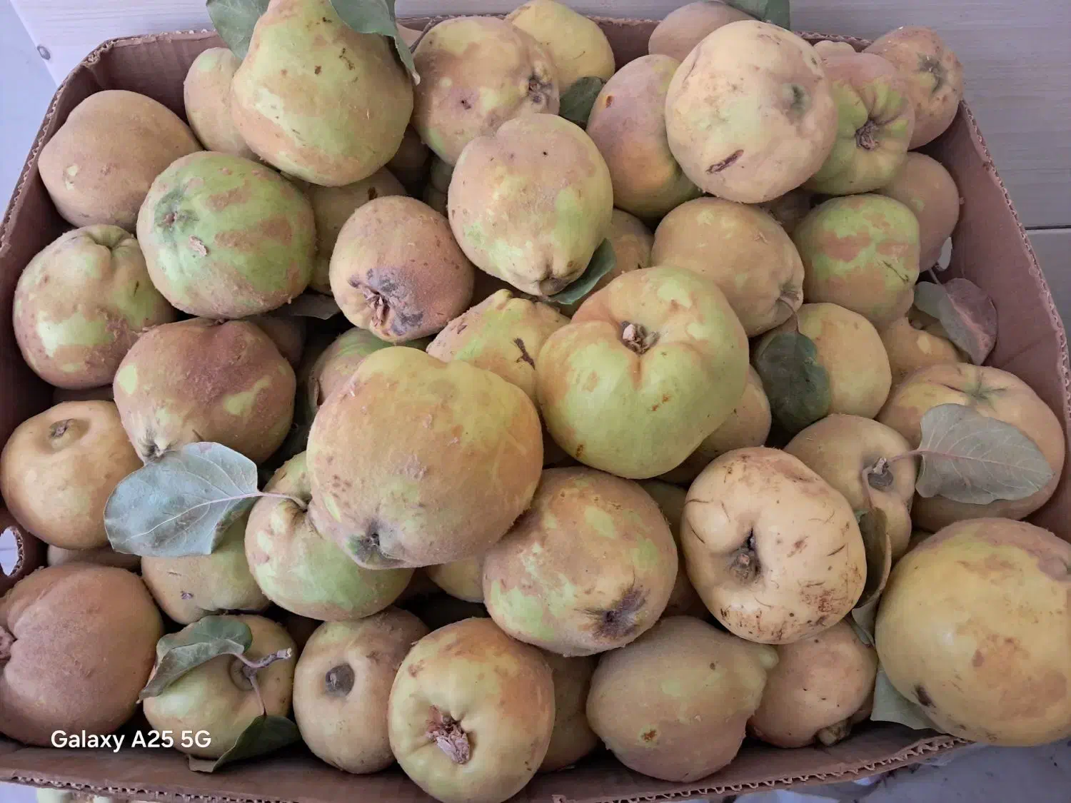 بِه باغی ارگانیک|خوردنی و آشامیدنی|مبارکه, |دیوار