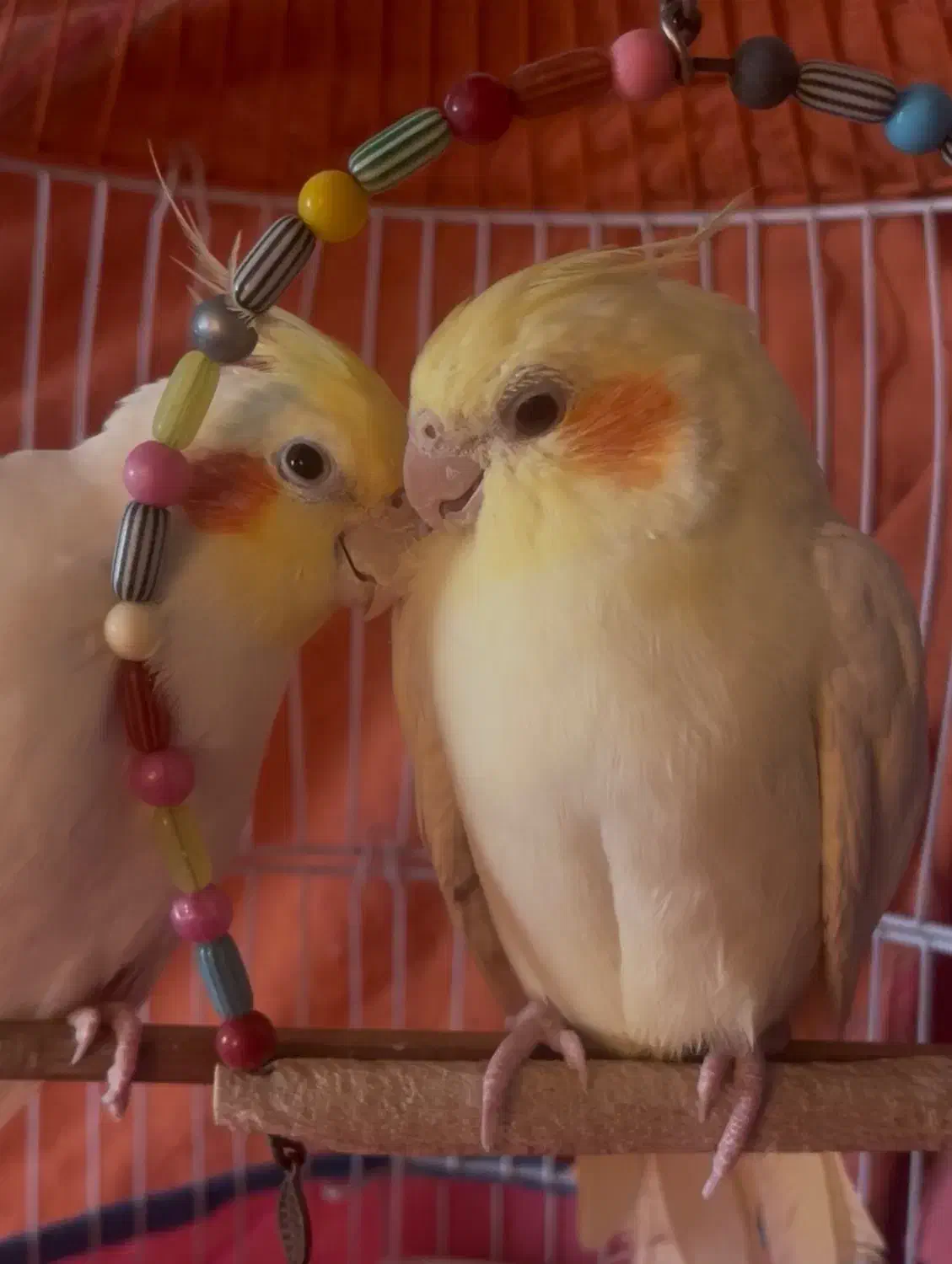 یک جفت طوطی عروس با قفس|پرنده|قائمشهر, |دیوار