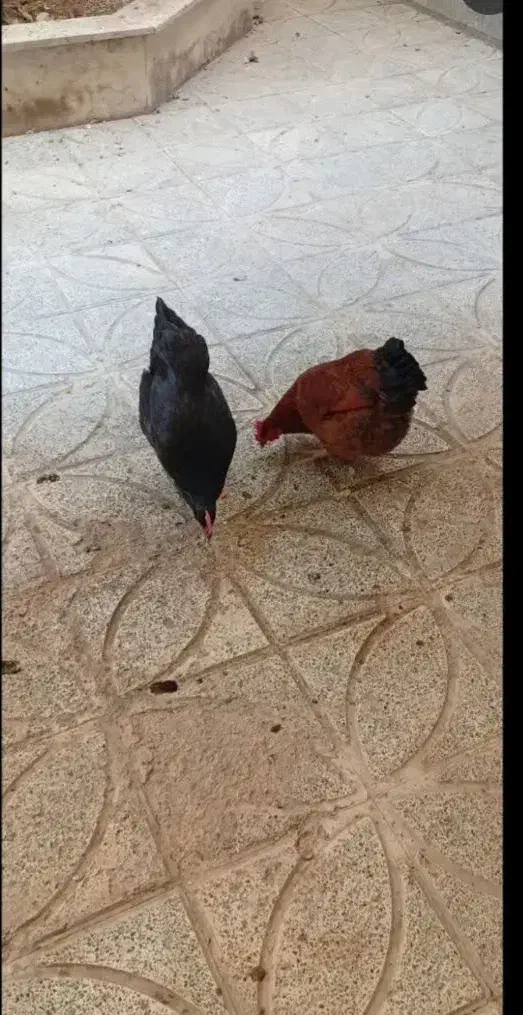 مرغ تخم گذار|حیوانات مزرعه|نسیم‌شهر, |دیوار