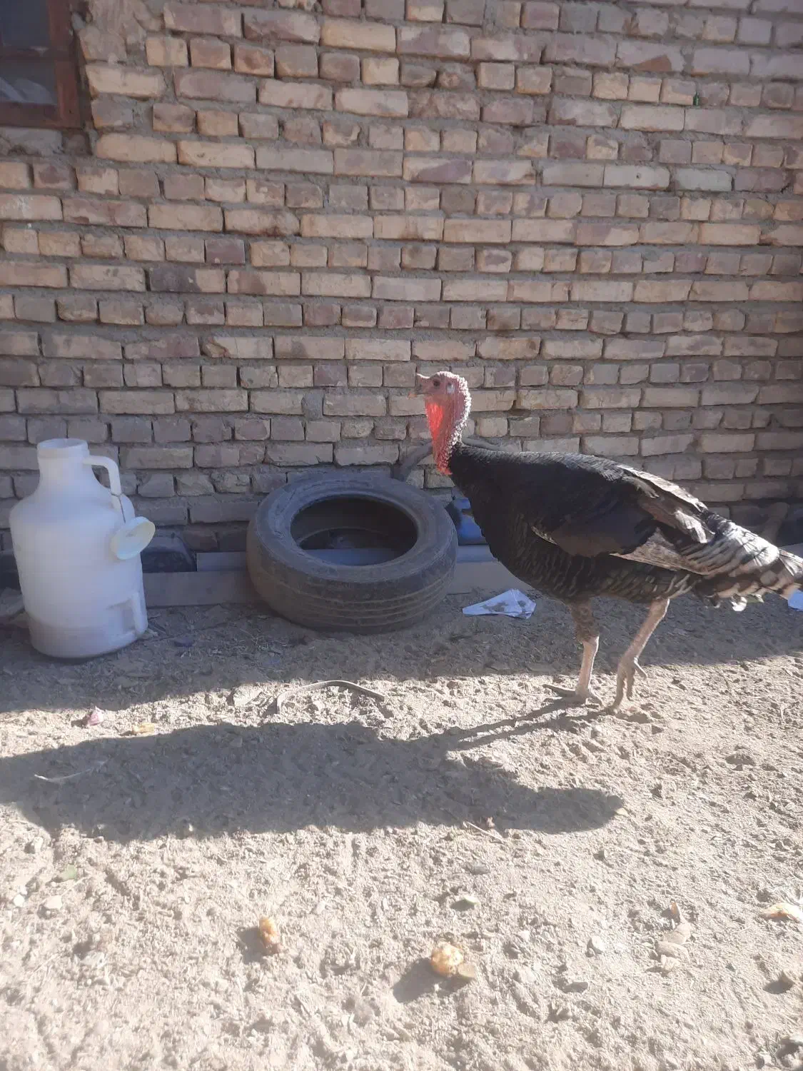 بقلمون محلی|حیوانات مزرعه|سراوان, |دیوار