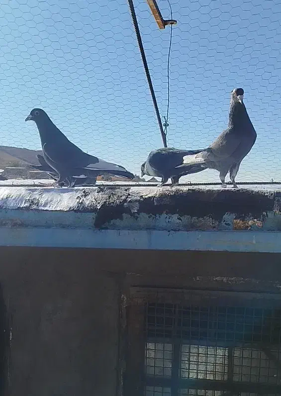 کبوتر سوراخ|پرنده|ماهان, |دیوار