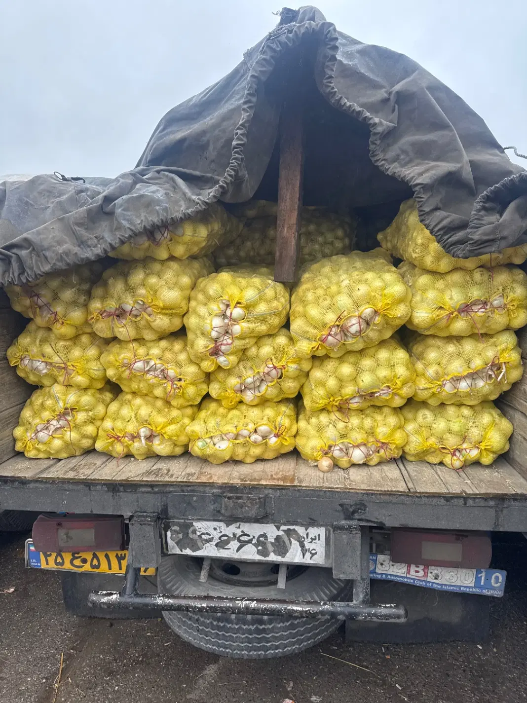 پیاز|خوردنی و آشامیدنی|گرگان, |دیوار