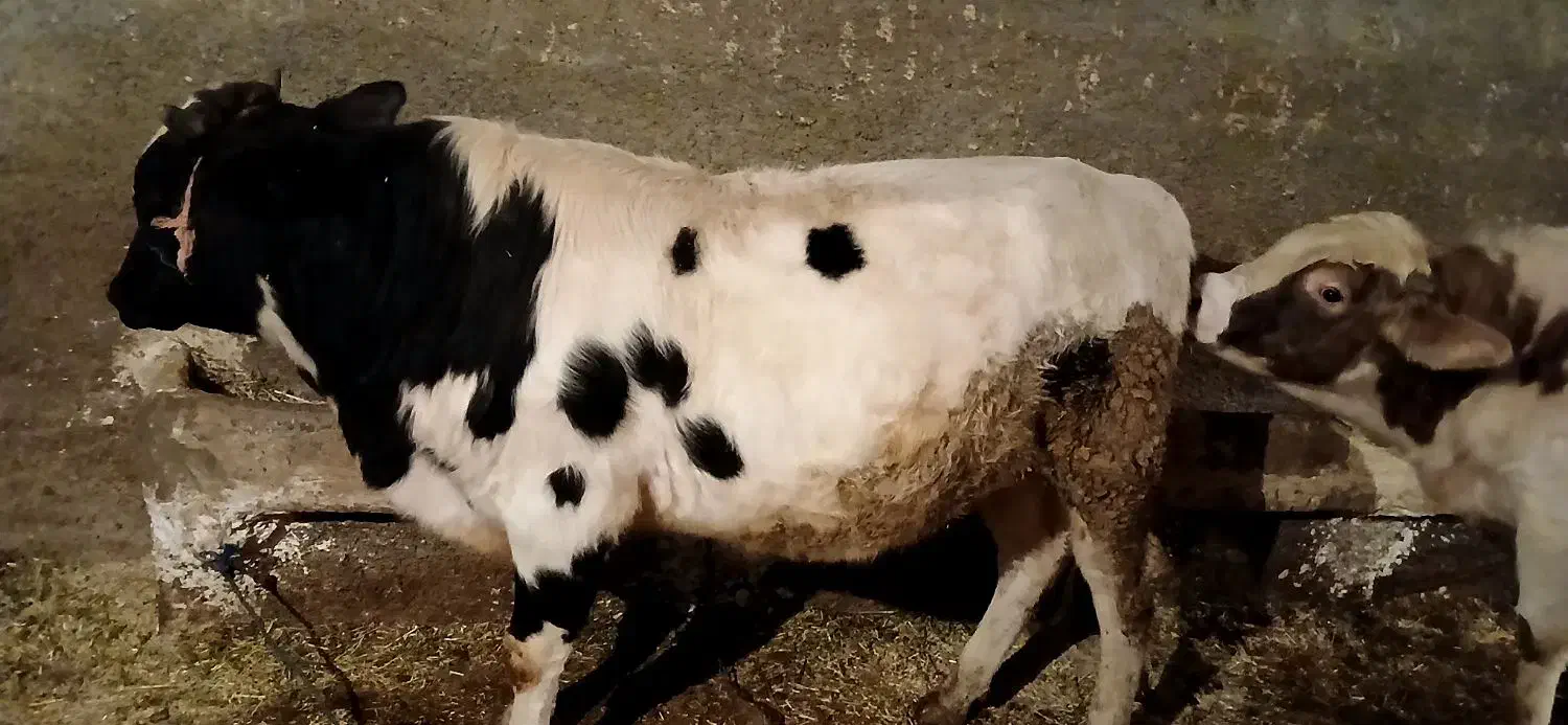 گاو نر|حیوانات مزرعه|صحنه, |دیوار