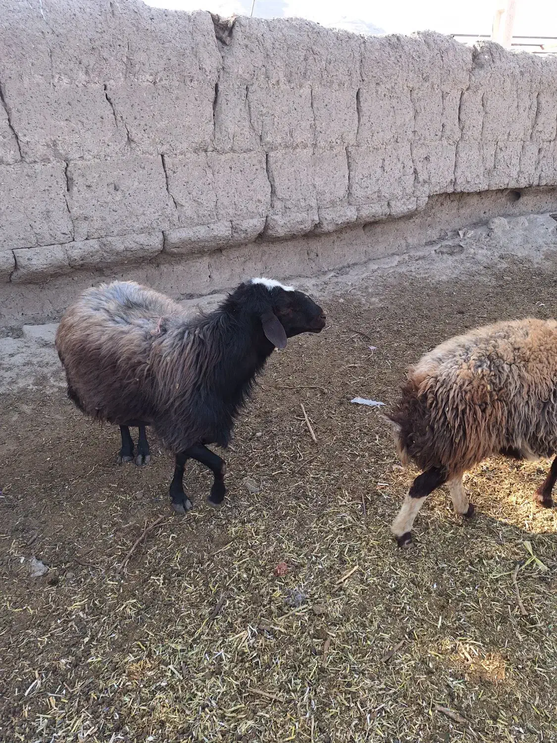 دوعدد قوچ افشاری درجه یک فروشی|حیوانات مزرعه|اصفهان, بوستان ناژوان|دیوار