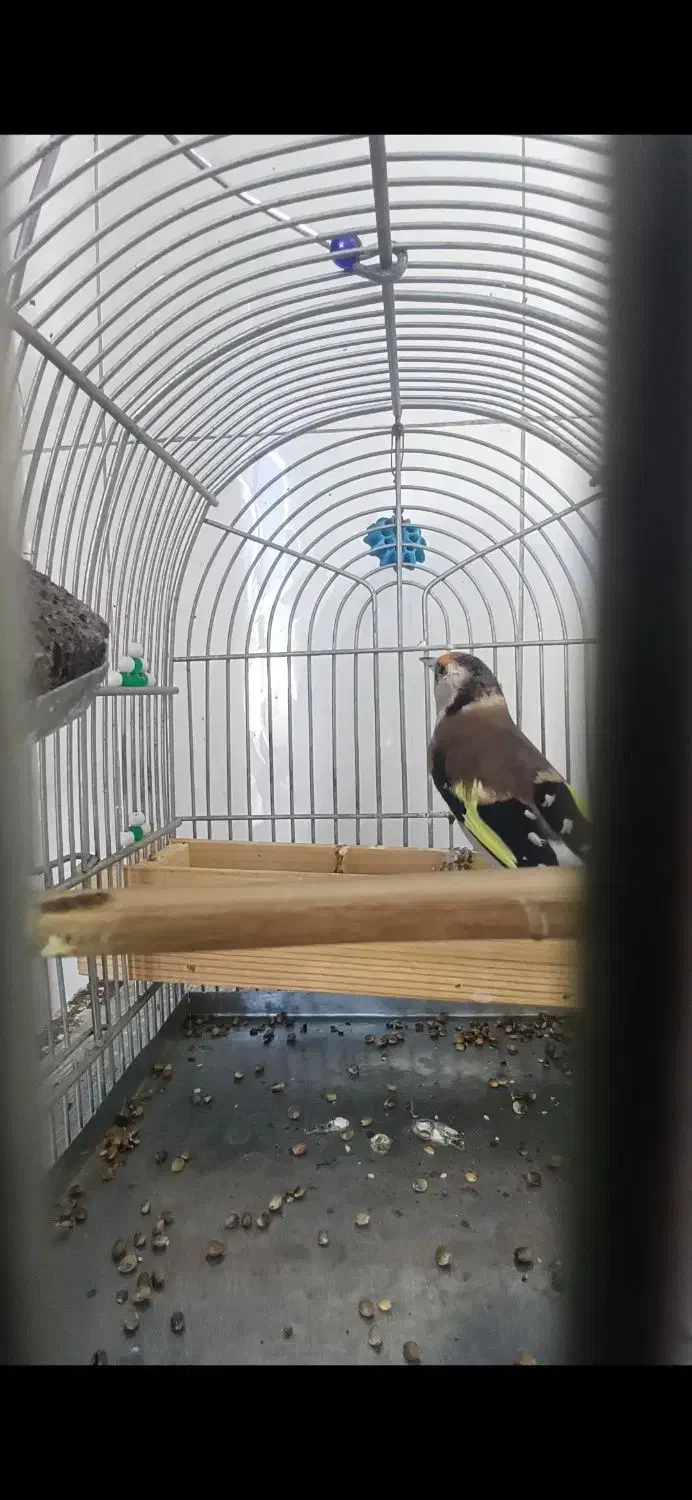 سهره دورگ عطیغه|پرنده|شیراز, لب آب|دیوار