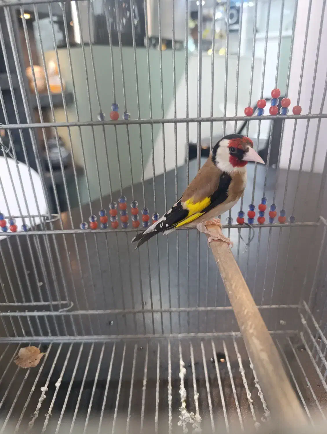 سهره مست وقفس عروس هلندی|پرنده|مرودشت, ژیان|دیوار