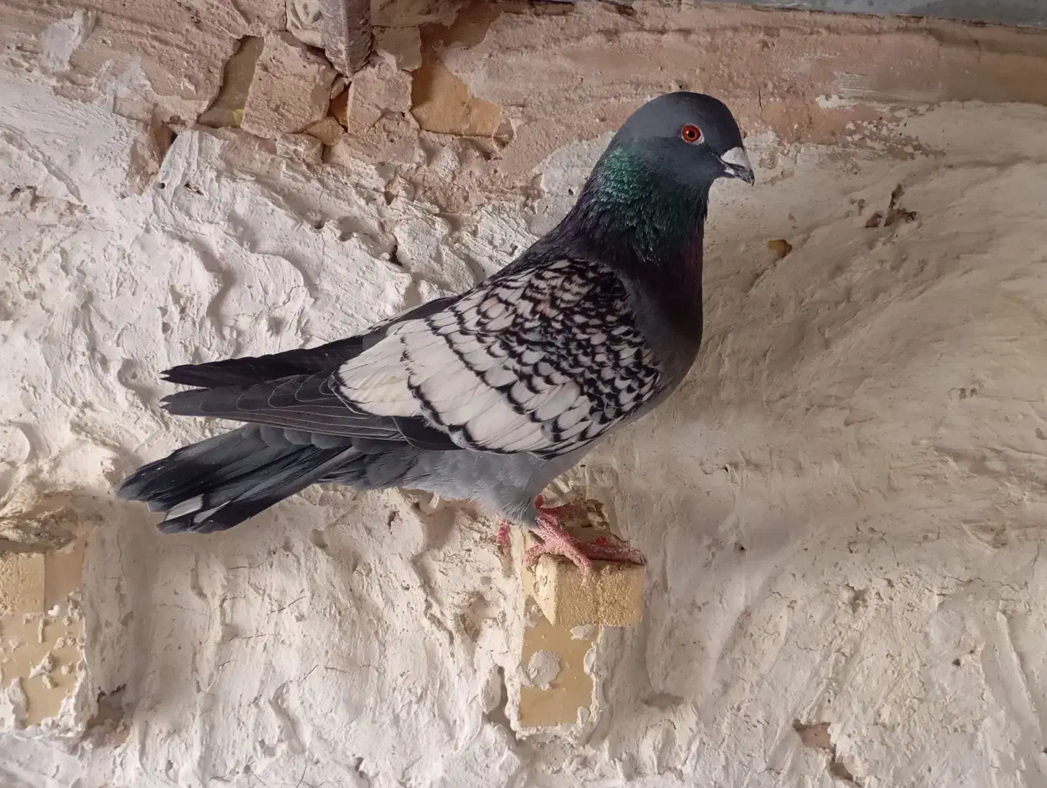 طاووسی نر|پرنده|داراب, |دیوار