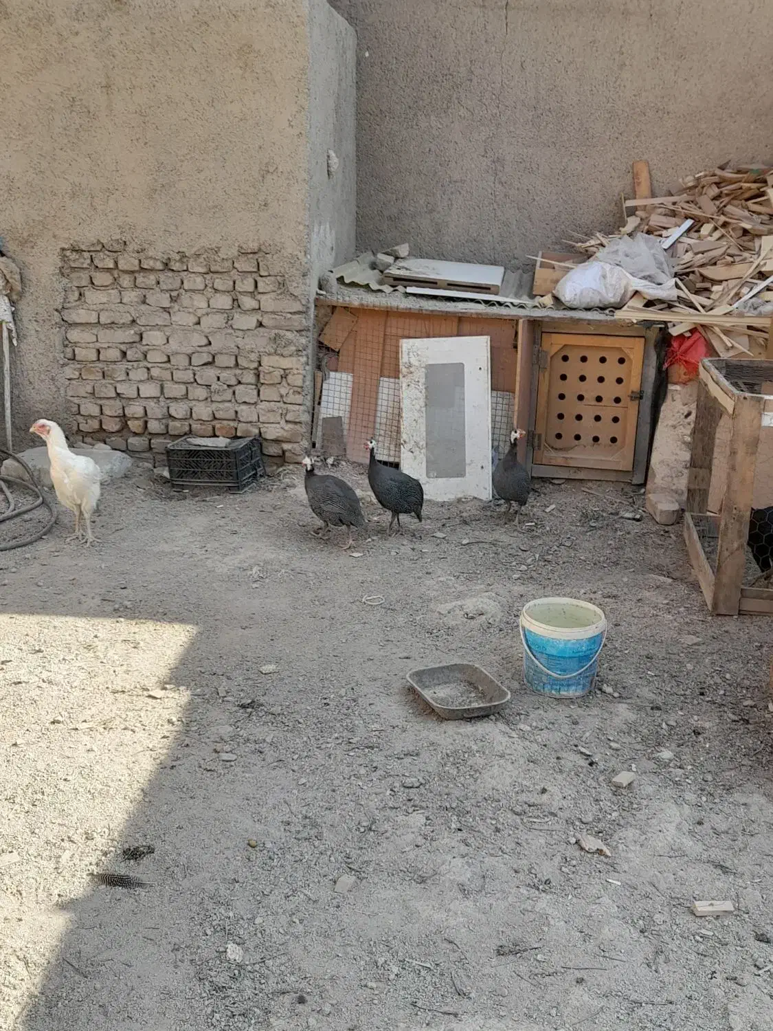 مرغ شاخدار|حیوانات مزرعه|صباشهر, |دیوار