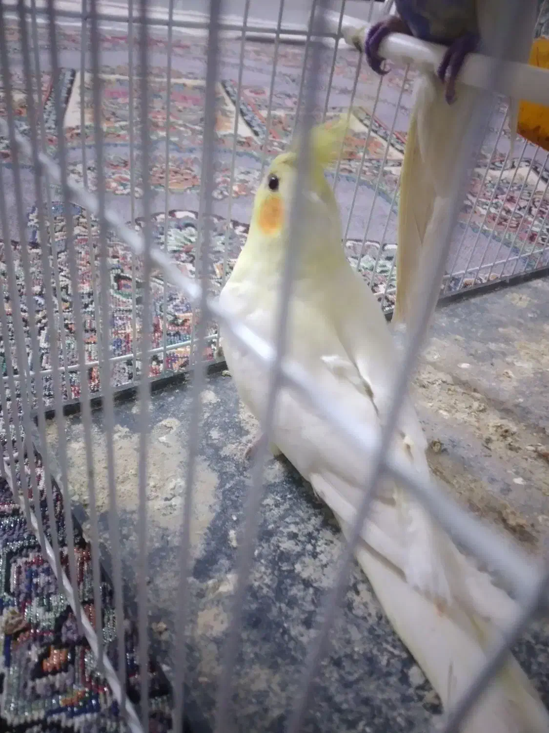 عروس هلندی وکوتوله دستی وسخنگو|پرنده|بیرجند, |دیوار