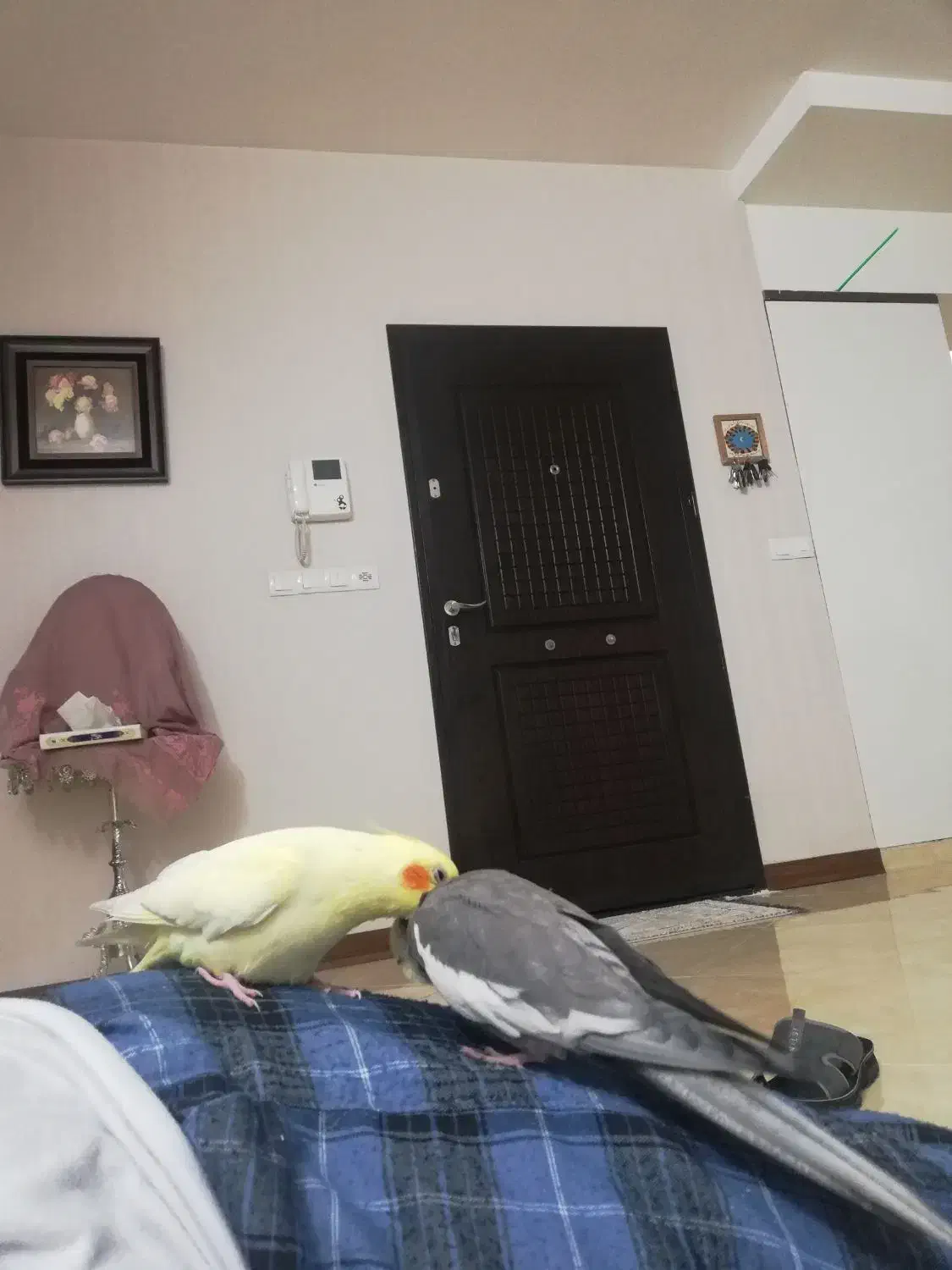 عروس هلندی جفت. نر سخنگو|پرنده|مشهد, فتح المبین|دیوار