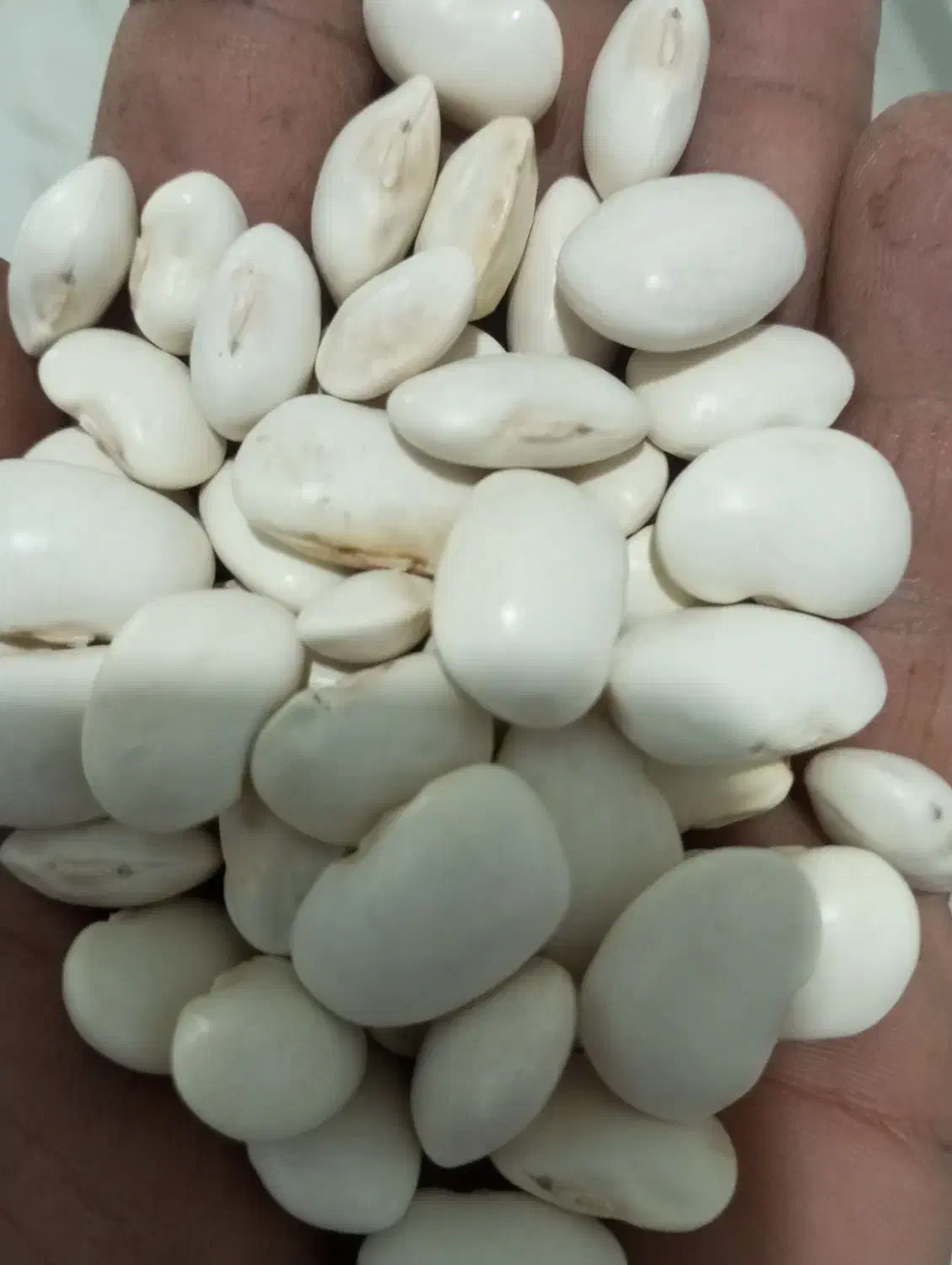 لوبیا امریکایی|گل و گیاه طبیعی|سراب, |دیوار