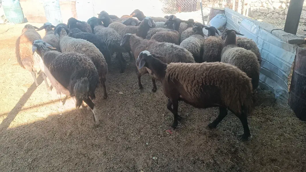 ۱۲راس میش آبستن درجه یک همه جوان|حیوانات مزرعه|الیگودرز, |دیوار