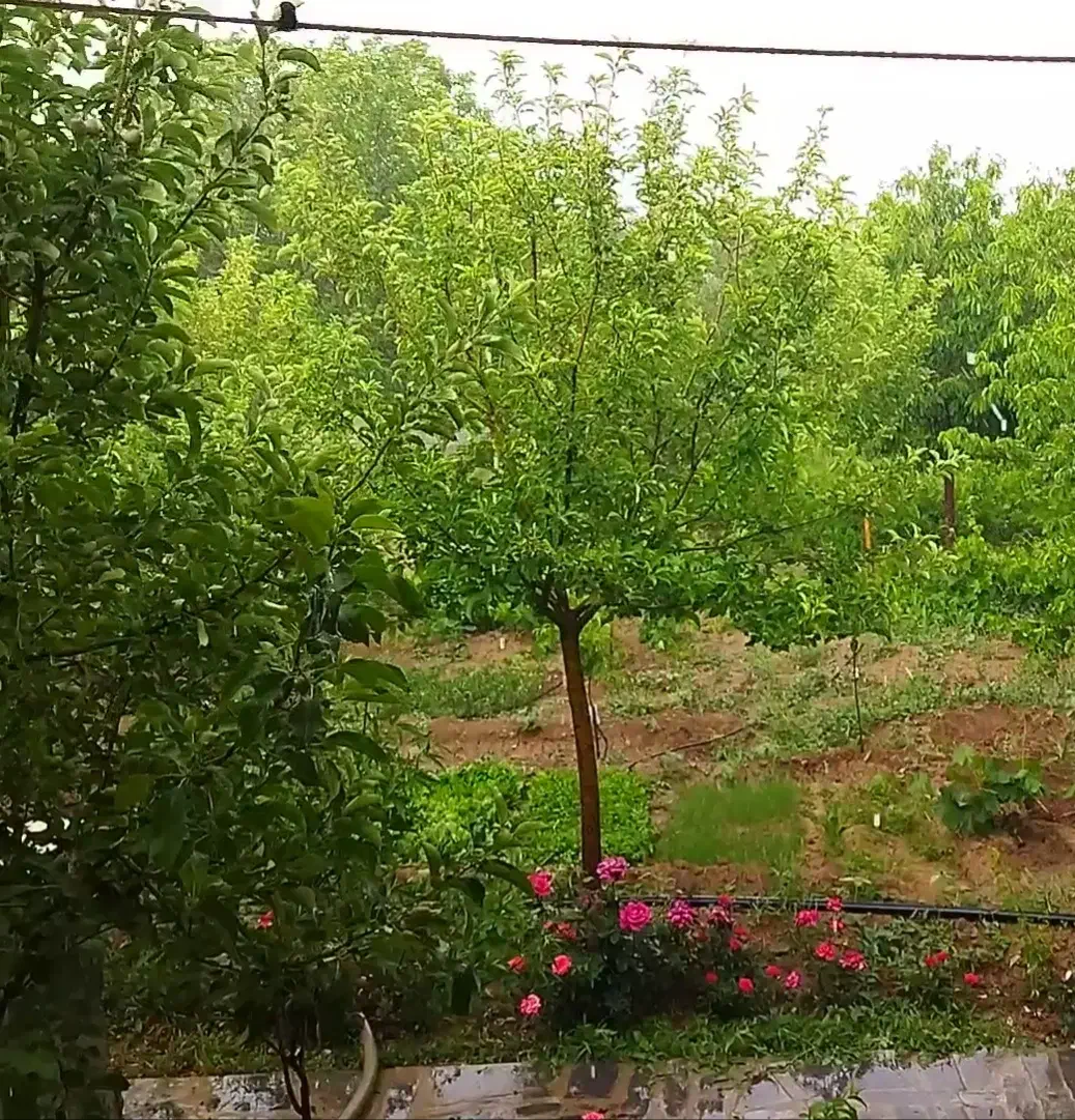 نهال و درخت میوه|خدمات باغبانی و درختکاری|صالح آباد, |دیوار