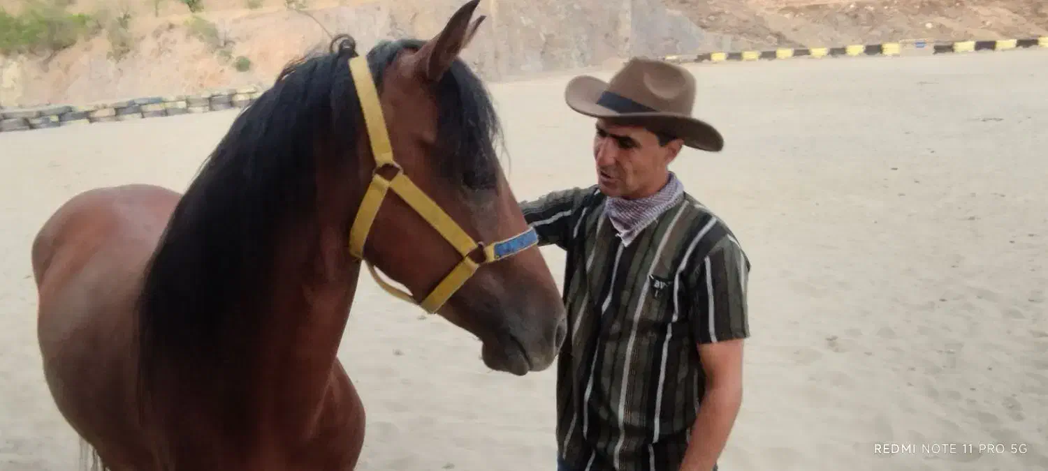 اسب جوان 4/5|اسب و تجهیزات اسبسواری|سنندج, |دیوار