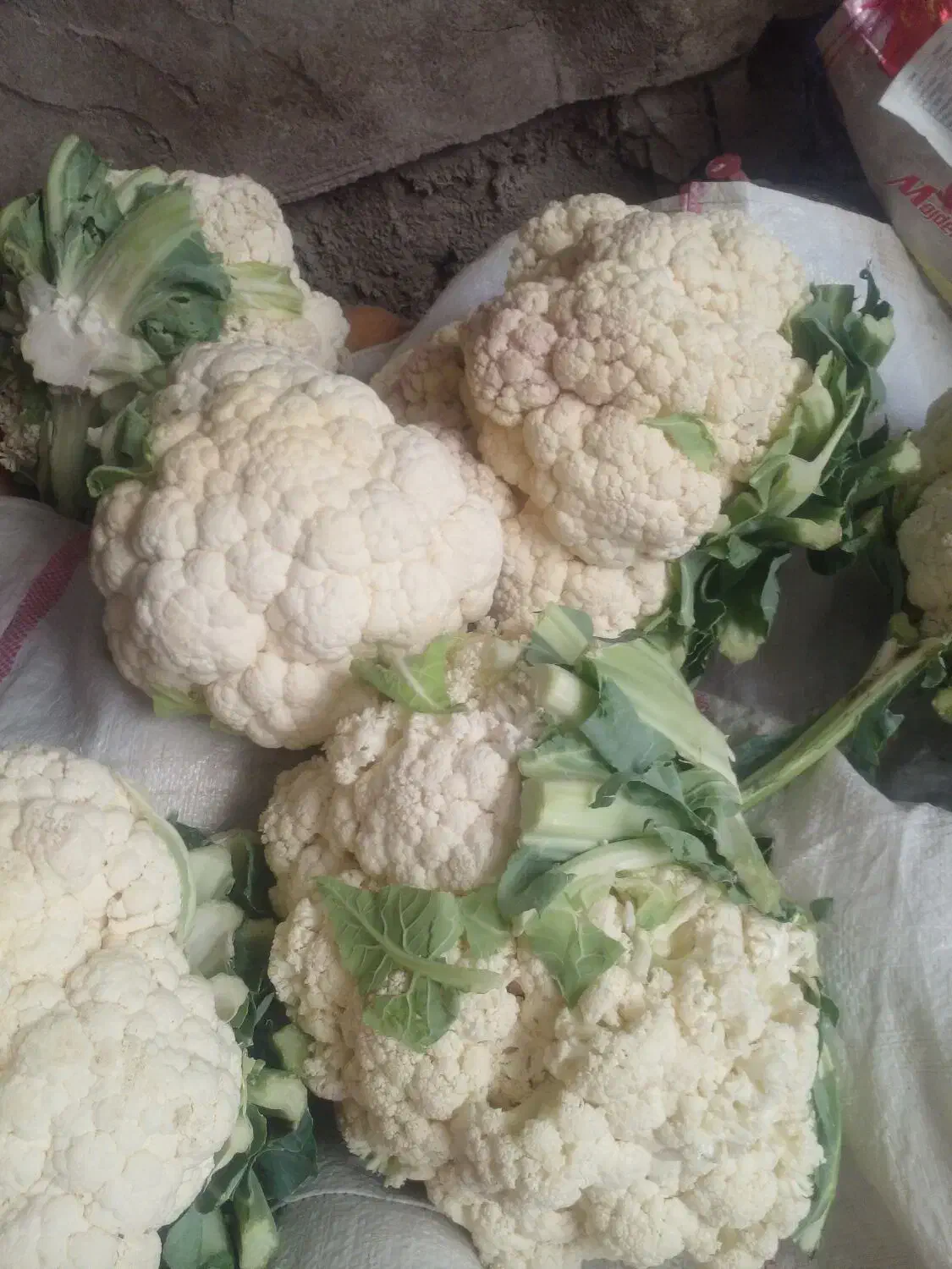 گل کلمی زیر قیمت بازار فقط ۲۵ تومن|گل و گیاه طبیعی|مشگین شهر, |دیوار