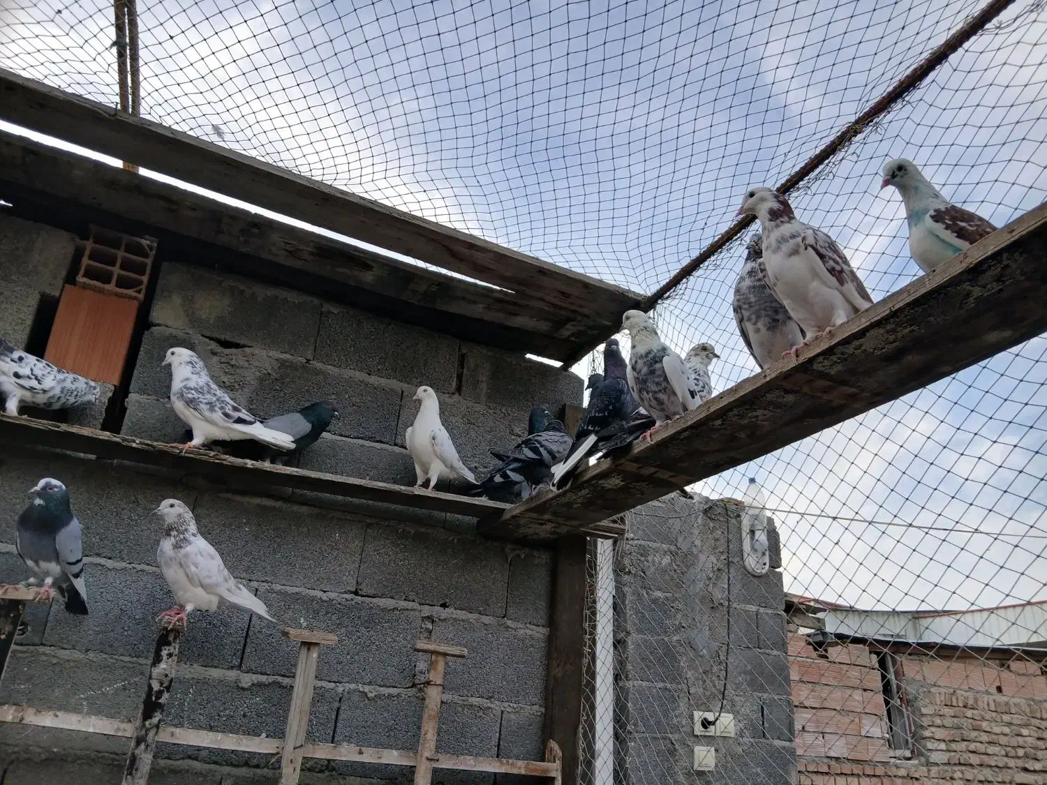 فروش تعدادی کبوتر تماس تلفنی فقط در طول روز|پرنده|گمیشان, |دیوار