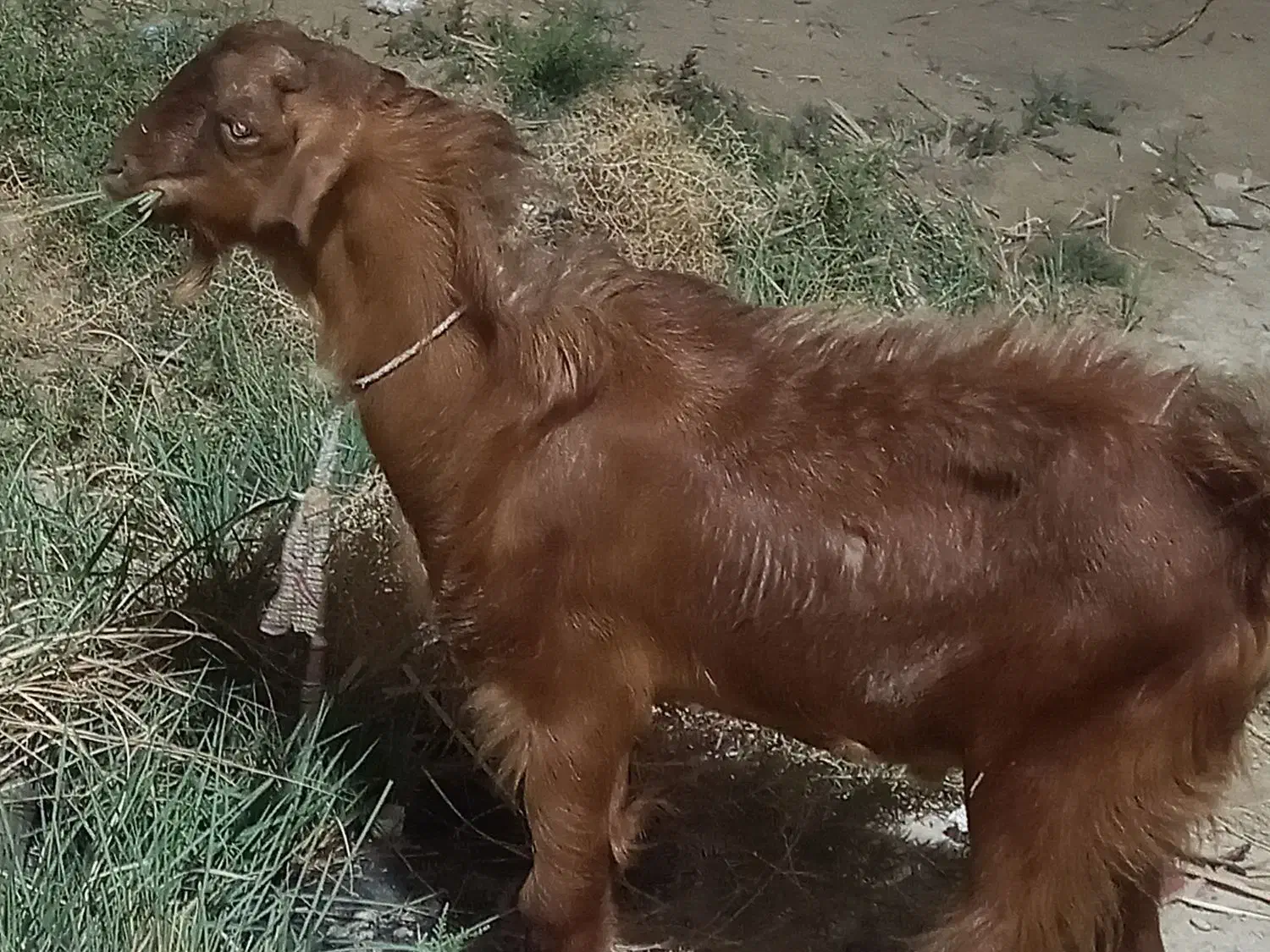 گوسفند|حیوانات مزرعه|شادگان, |دیوار