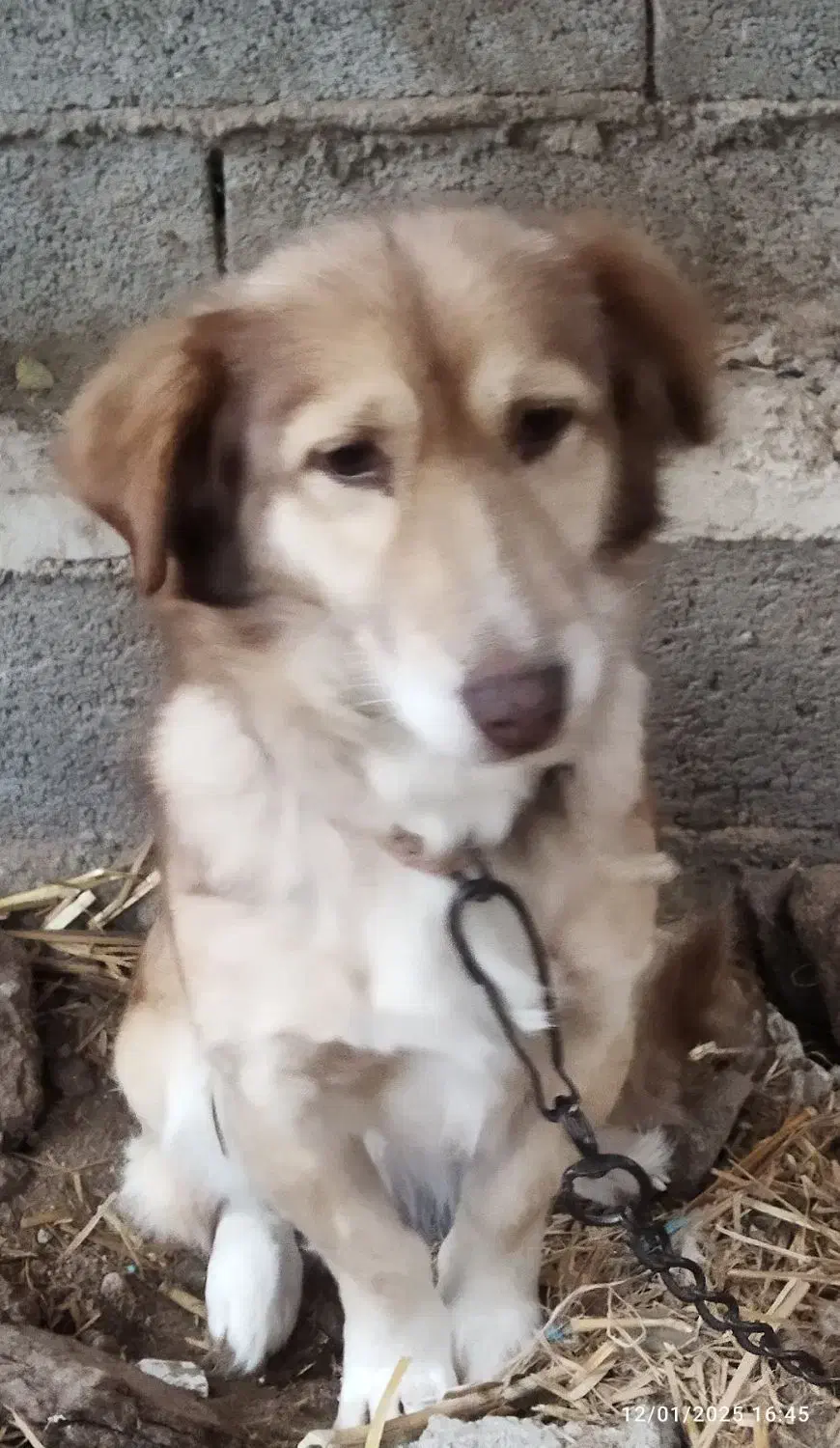 سگ پاکوتاه ماده|سگ|گرگان, |دیوار