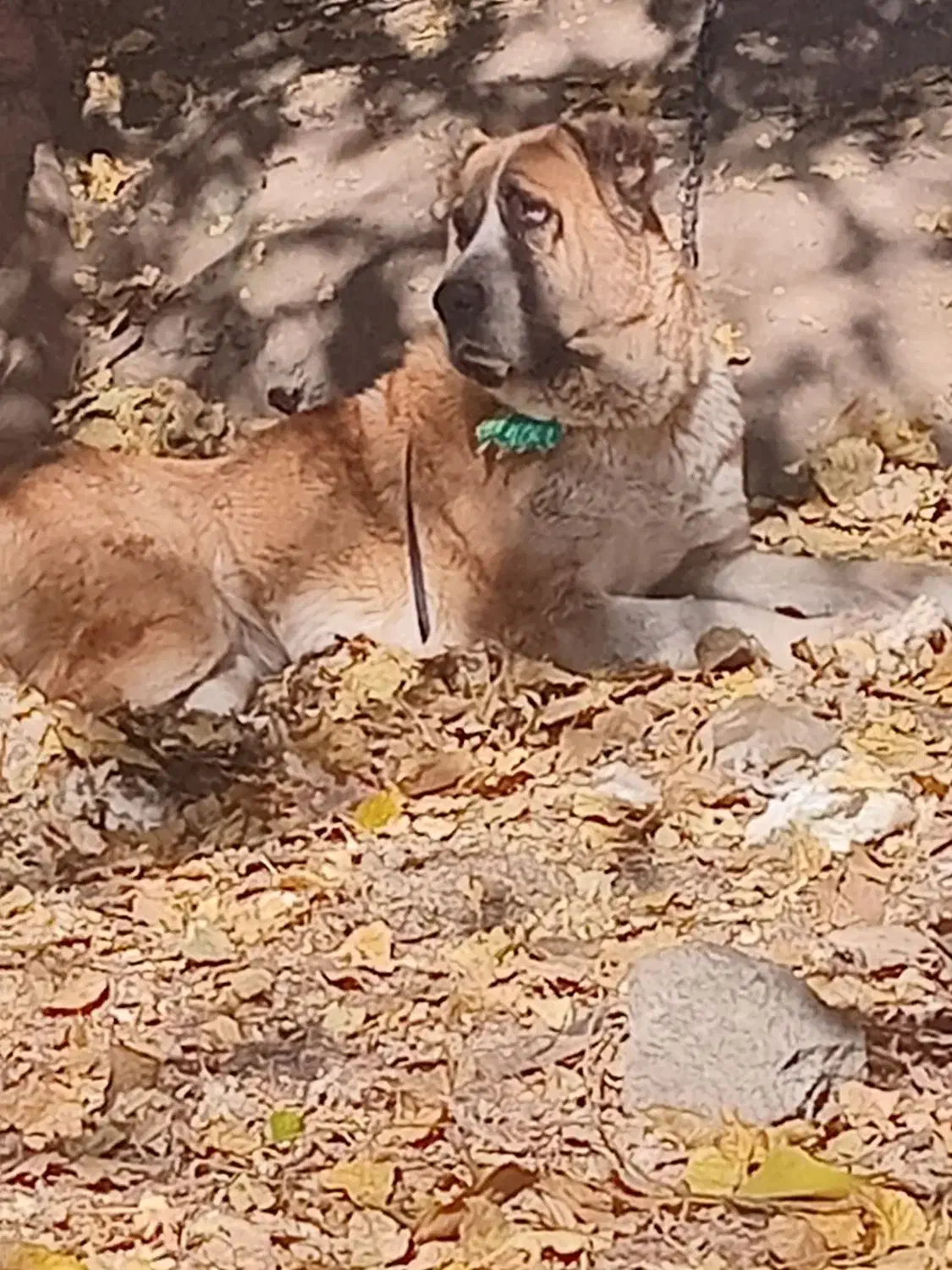 واگذاری ماده خراسانی|سگ|کوهسار (البرز), |دیوار