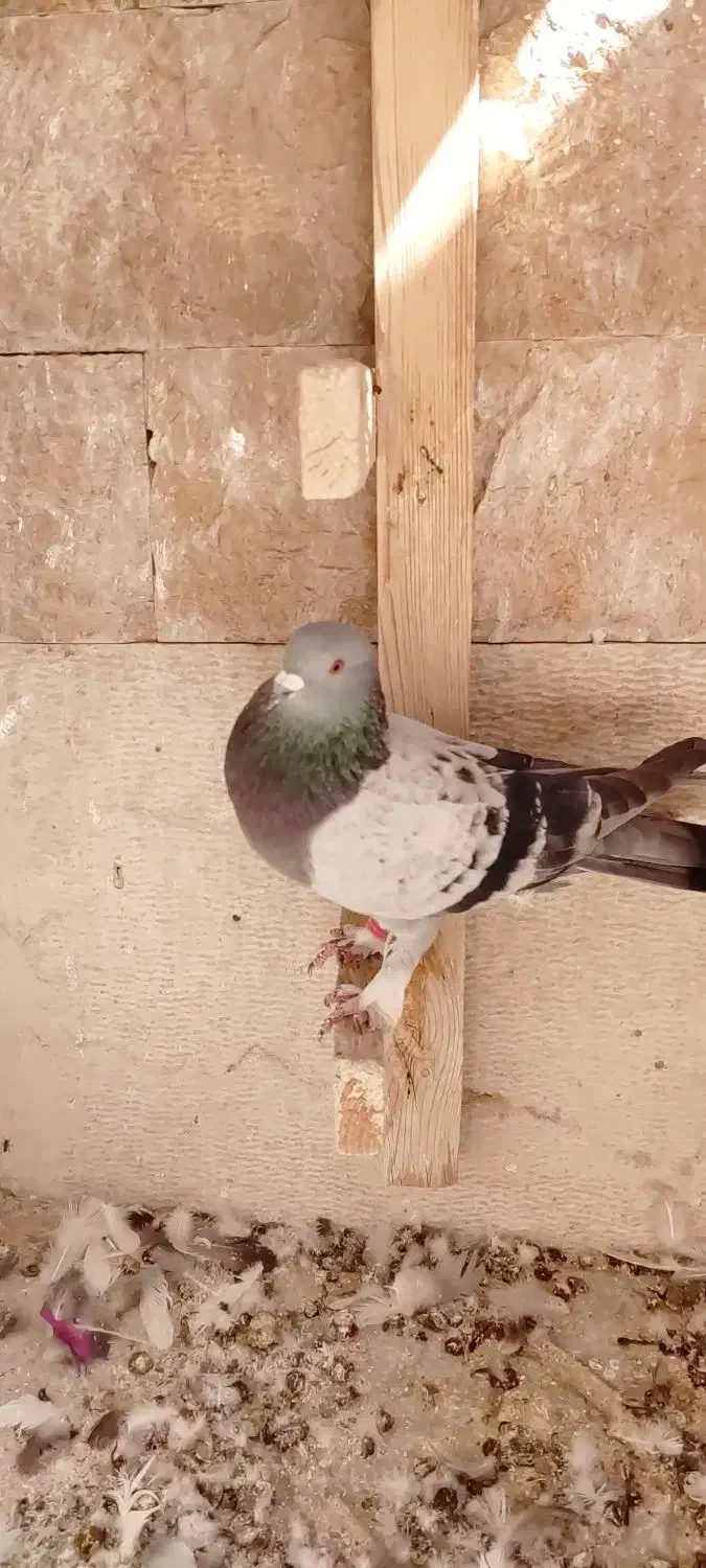 کفتر ترکیه ای نر و ماده   و گوک سوسنی ترک|پرنده|شیراز, رکنآباد|دیوار