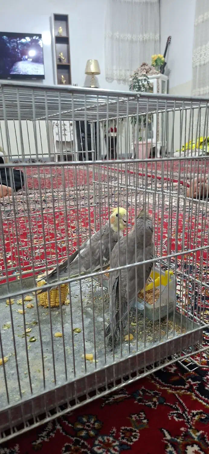 فروش یک جفت عروس هلندی جوان و سرحال|پرنده|خزل, |دیوار