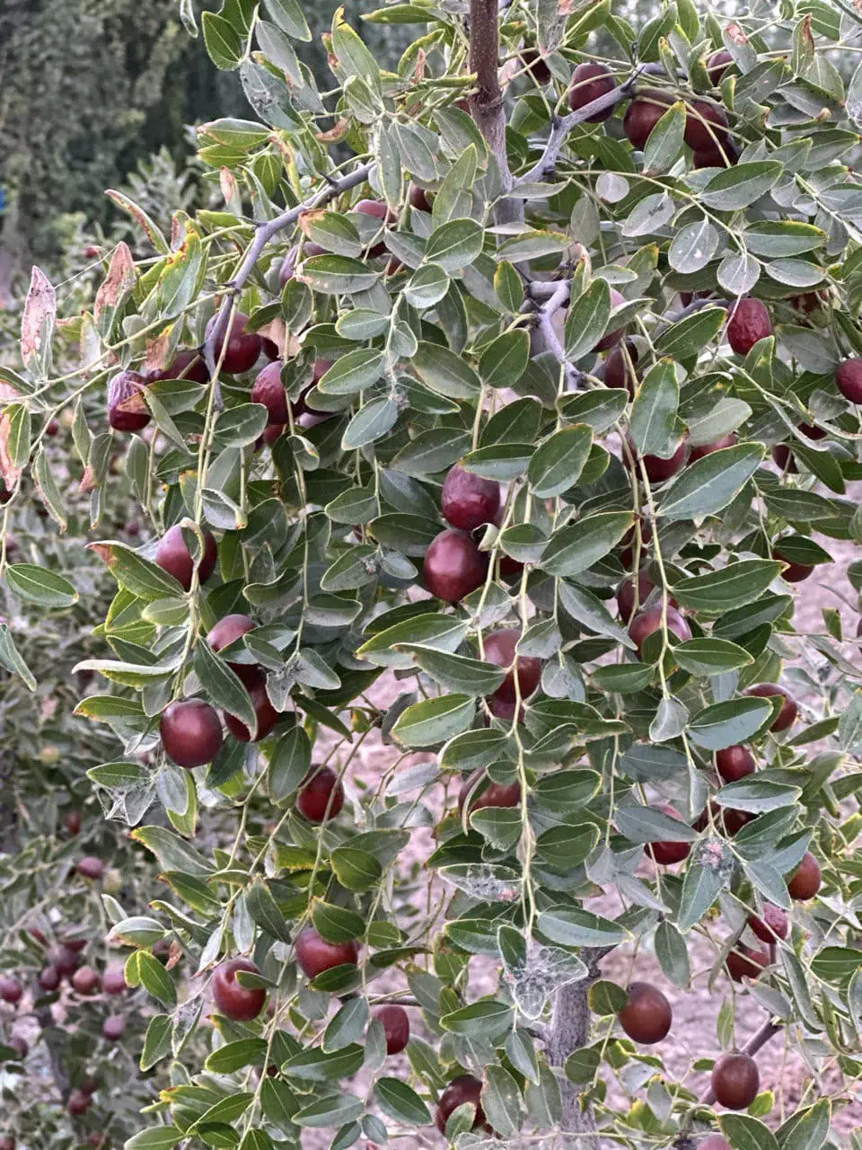 فروش نهال|گل و گیاه طبیعی|اراک, |دیوار