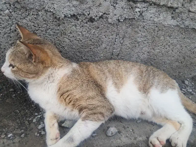 گربه|گربه|توکهور, |دیوار