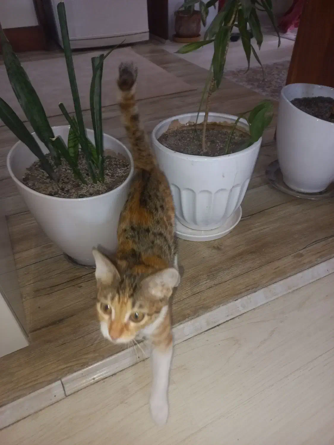 واگذاری گربه|گربه|رودهن, |دیوار