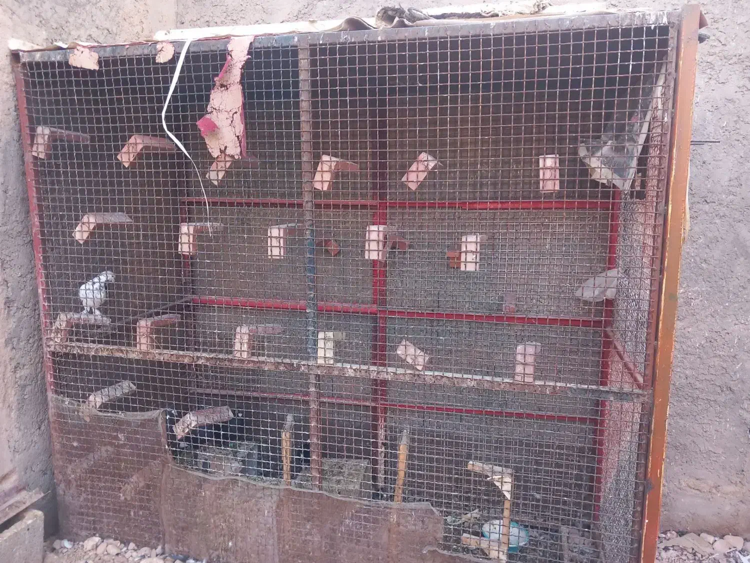 قفس فنسی|لوازم جانبی حیوانات|ماهان, |دیوار