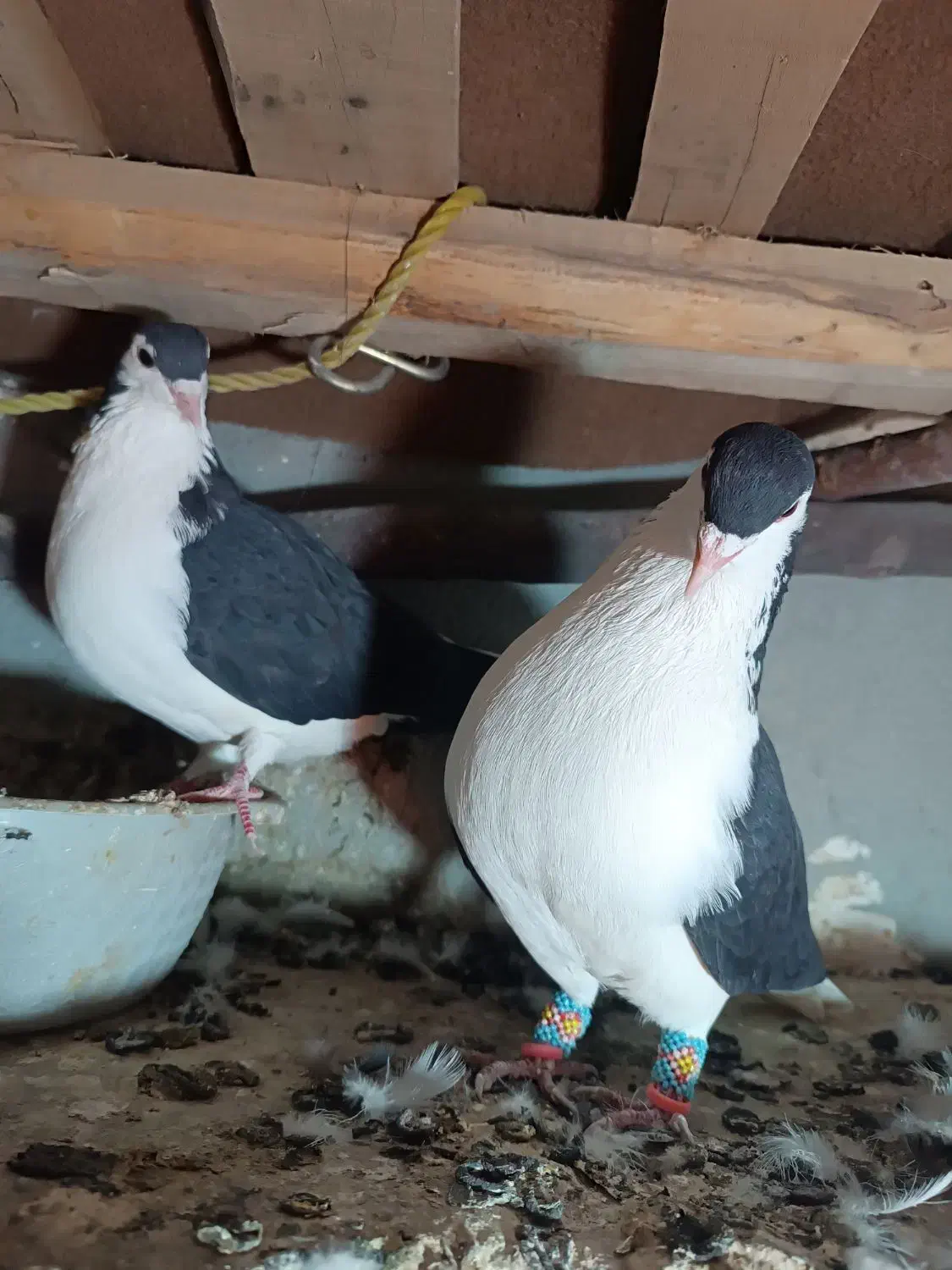 ساده|پرنده|آشخانه, |دیوار