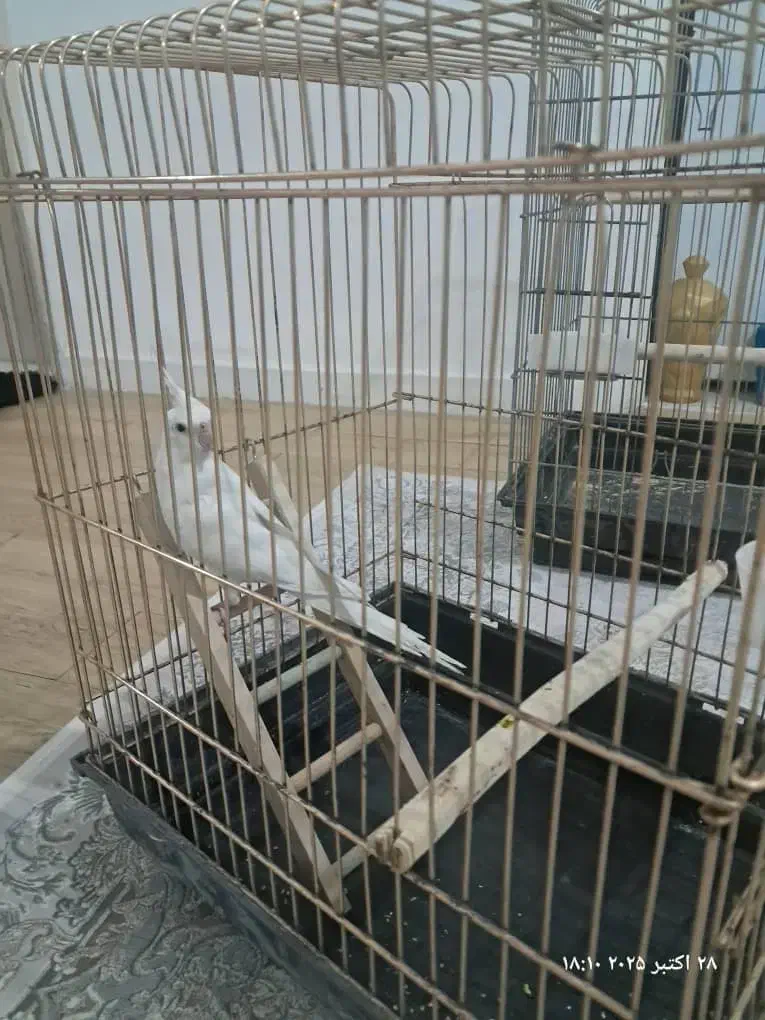 عروس هلندیطوطی|پرنده|تهران, مرزداران|دیوار