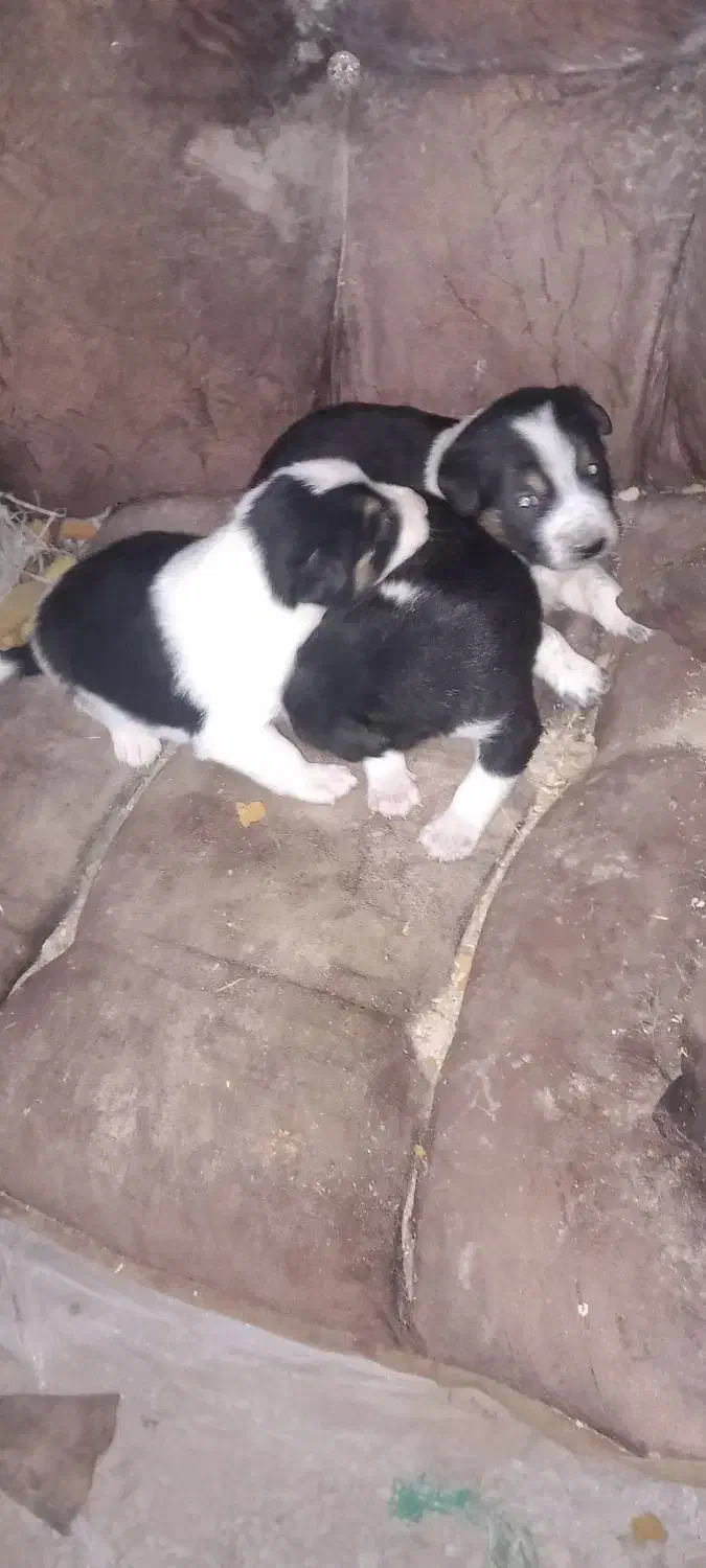 سگ کوچک|سگ|خرمشهر, |دیوار