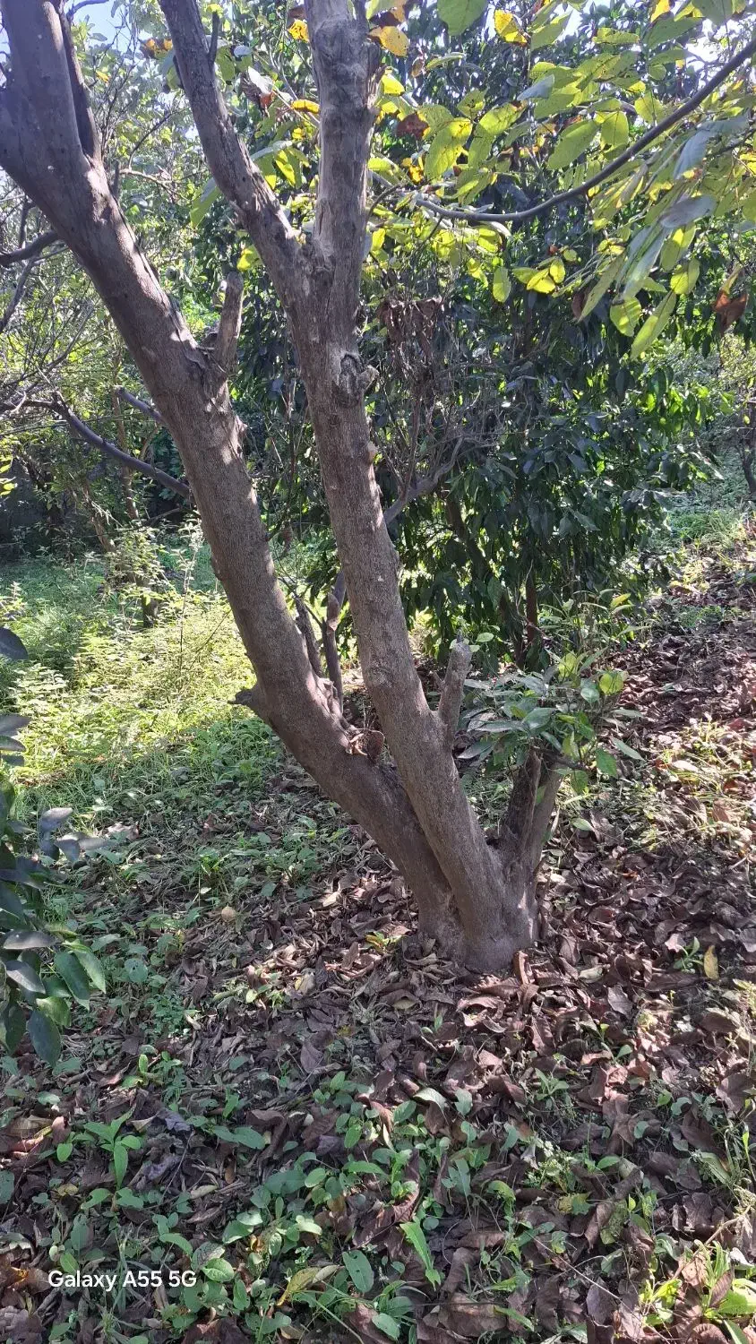 اصلاح درخت و قطع  کردن درخت خشک|خدمات باغبانی و درختکاری|ساری, |دیوار