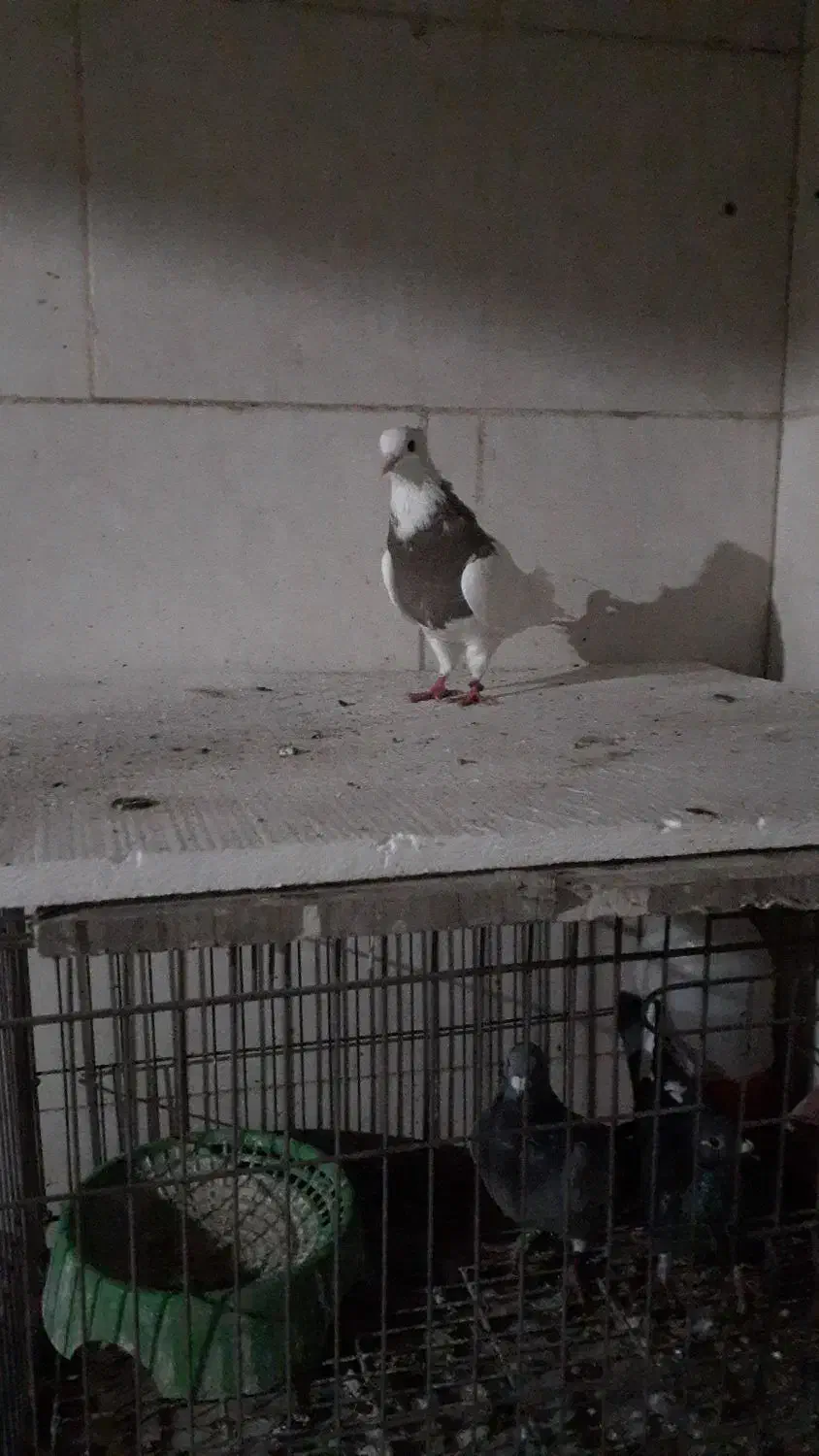 اهواز شهرک الاهیه|پرنده|اهواز, شهرک الهیه|دیوار