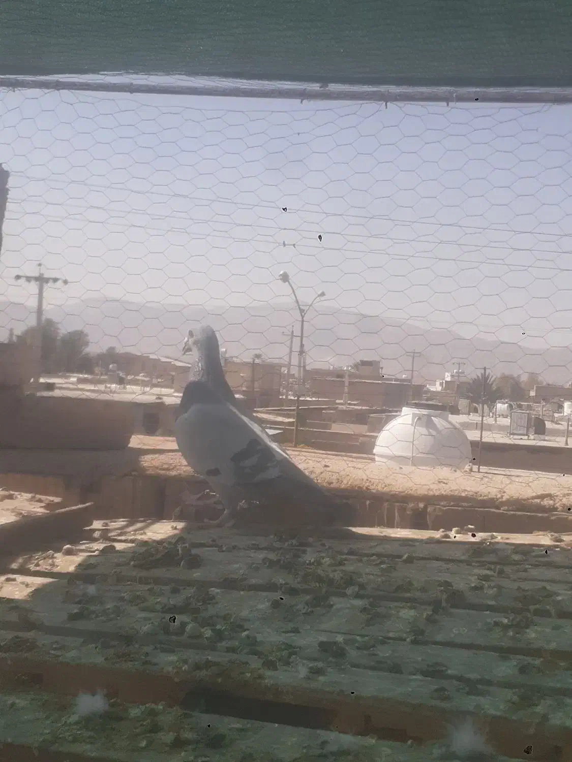 کفتر پلاکی وبهبهونی فسا|پرنده|شیراز, شهرک مدرس|دیوار