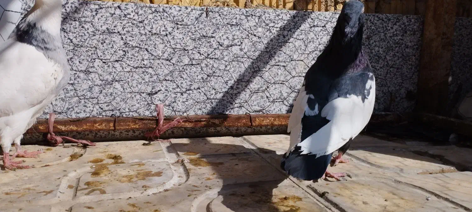 سینه سیاه نر|پرنده|ارسنجان, |دیوار