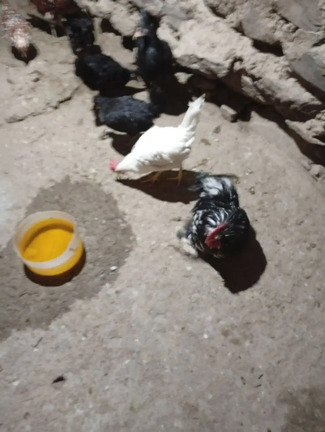 دو عددخروس معاوضه مرغ تخم گذار|حیوانات مزرعه|قره چای, |دیوار