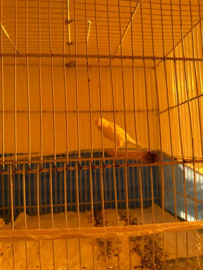 قناری|پرنده|بندر گناوه, |دیوار