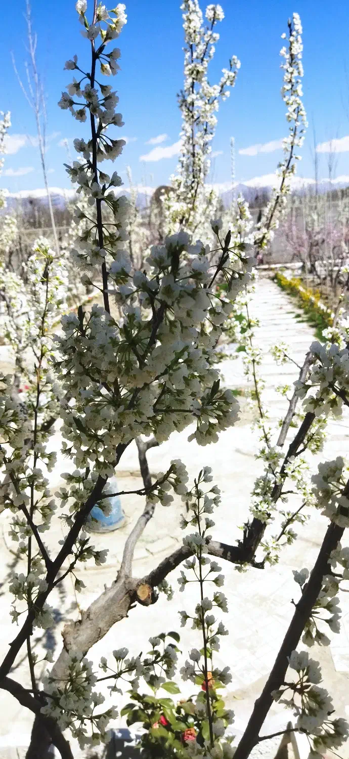 فروش باغ ویلا|فروش خانه و ویلا|هشتگرد, ایقربلاغ|دیوار