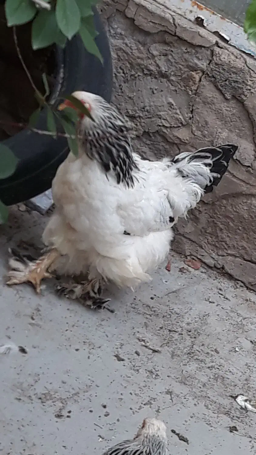 برهما|حیوانات مزرعه|مرند, |دیوار