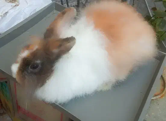 خرگوش ناز|موش و خرگوش|رشت, جانبازان|دیوار