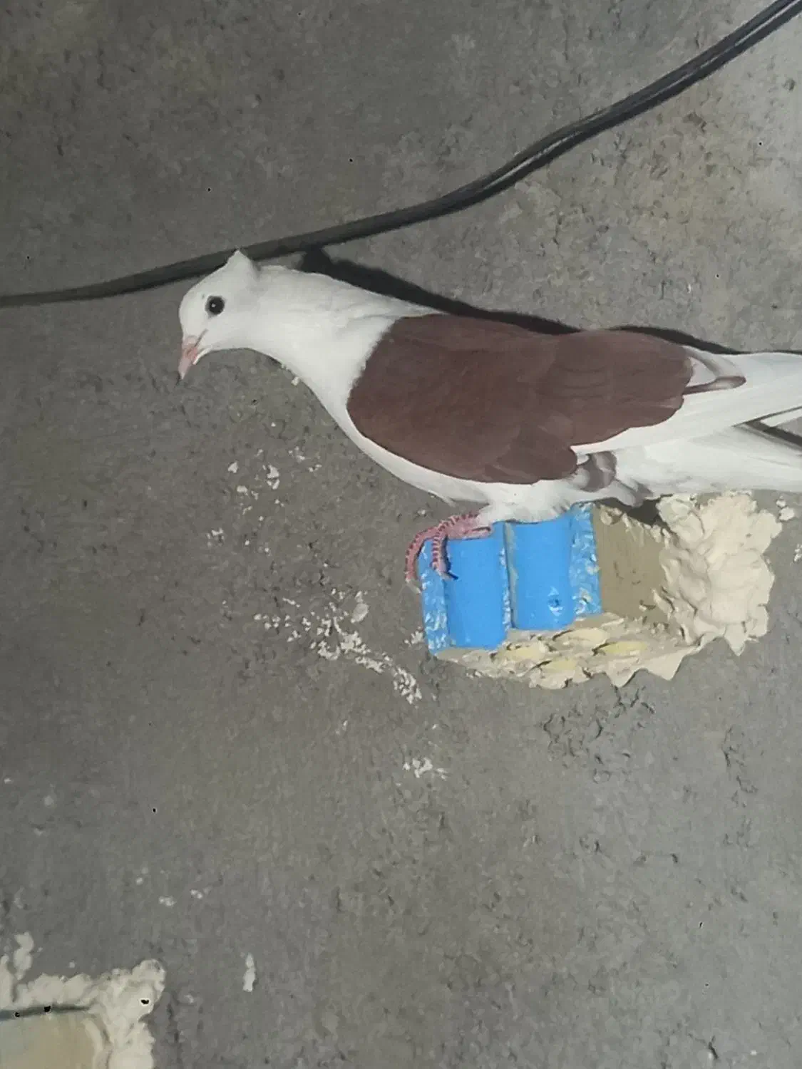 کبوتر|پرنده|اهواز, کوی ایثار|دیوار