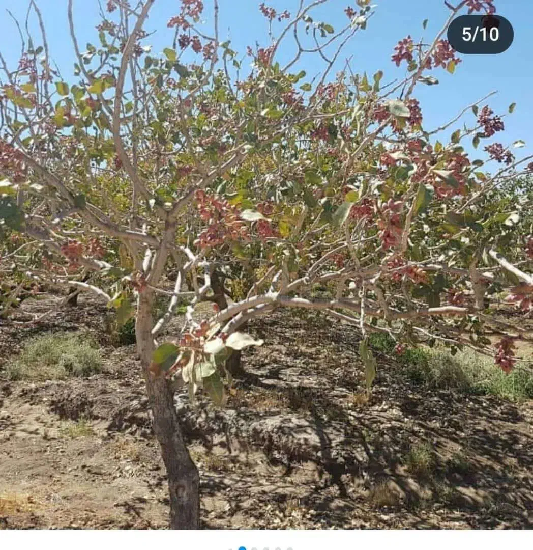 استخدام نیروی فروش|استخدام بازاریابی و فروش|رفسنجان, |دیوار