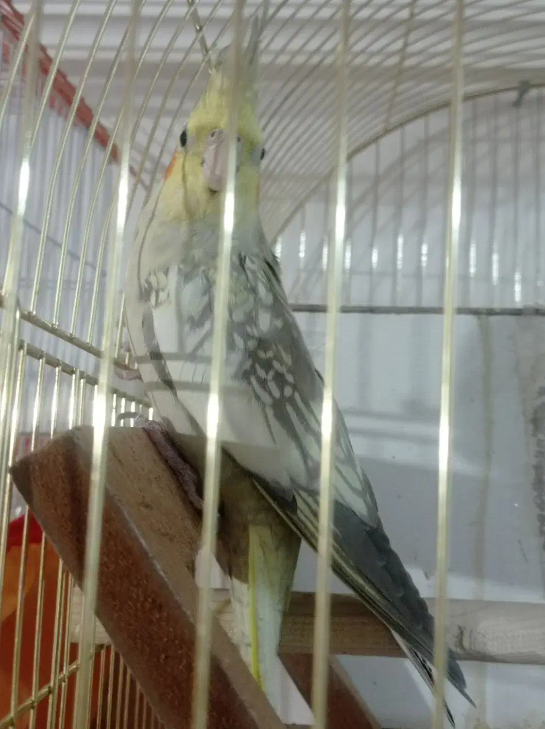 عروس هلندی نر و ماده|پرنده|زاهدان, |دیوار